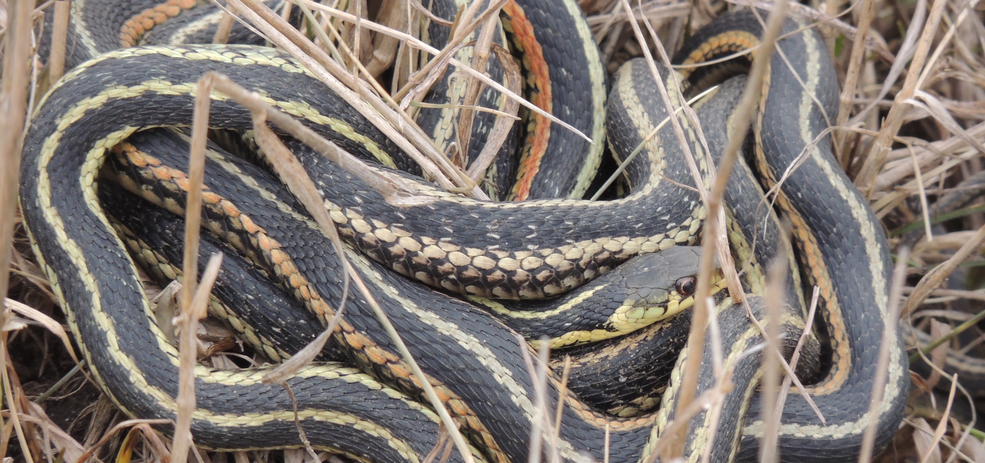 Reproduction Des Couleuvres Rayées, Thamnophis Sirtalis - [Nature Québec]