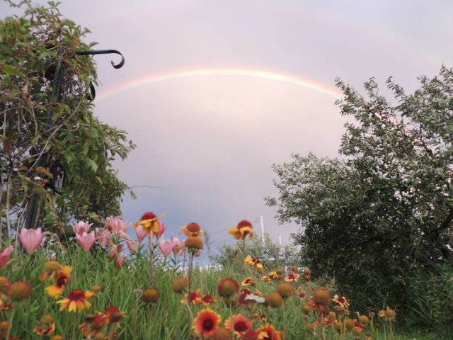 Arc-en-ciel, gaillardes et lys