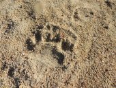 Trace d’ours dans le sable