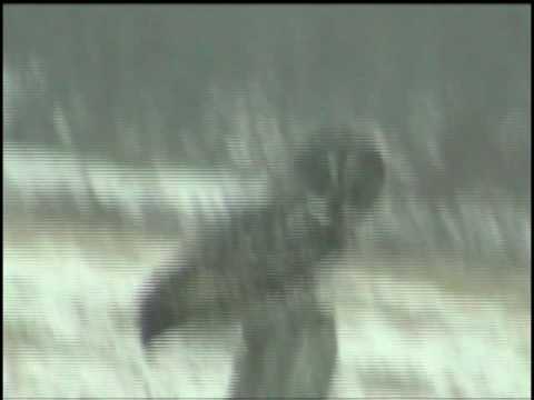 Impossible de lire la video