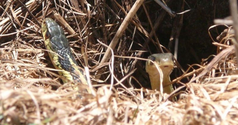 Couleuvre Rayée - [Nature Québec]